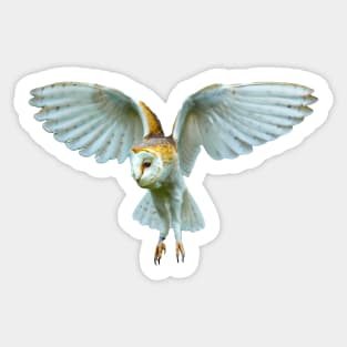 Hovering Barn Owl Sticker